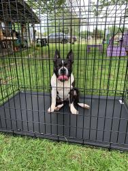 Reunited Male Dog last seen Alvarado vet clinic, Alvarado, TX 76009