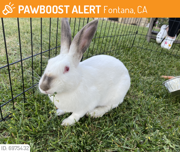 Rehomed Rabbit in Fontana, CA 92336 (ID 66975432) PawBoost