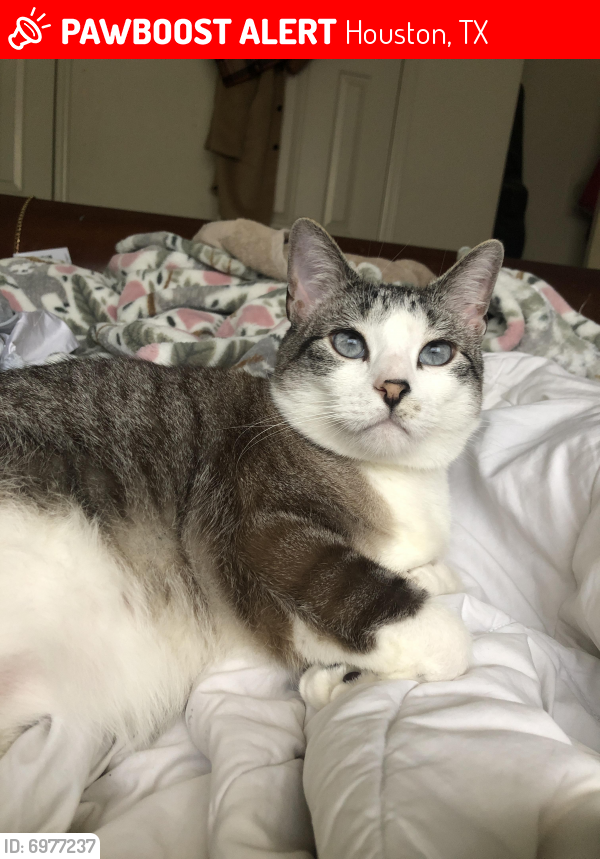Lost Male Cat last seen Keith Harrow and Hwy 6, Houston, TX 77084