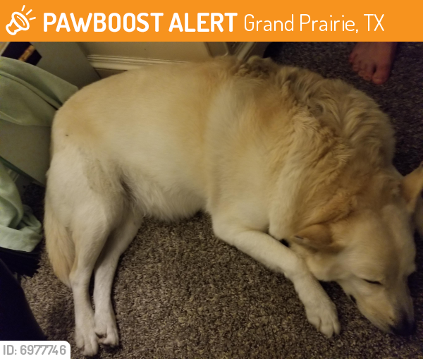 Found/Stray Female Dog last seen Shawnee TRCE and Carrier pkwy, Grand Prairie, TX 75051