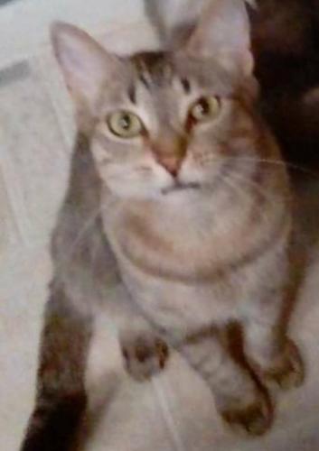 Lost Male Cat last seen Western Dr and Dobson Rd, Chandler, AZ 85224