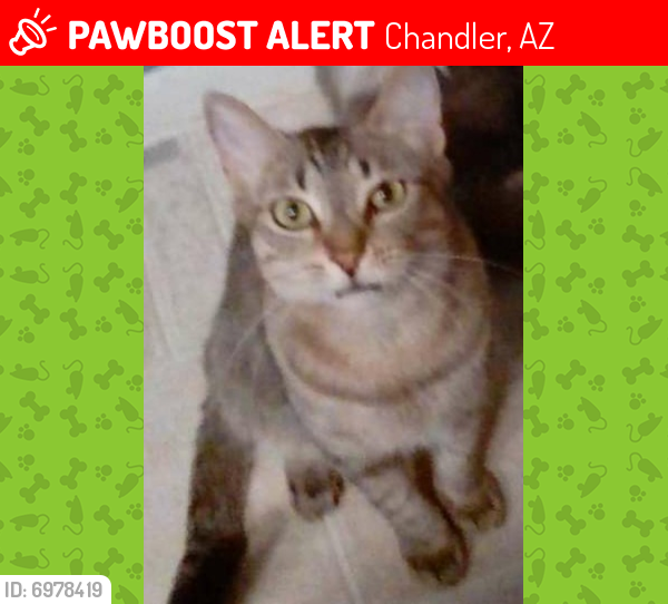 Lost Male Cat last seen Western Dr and Dobson Rd, Chandler, AZ 85224