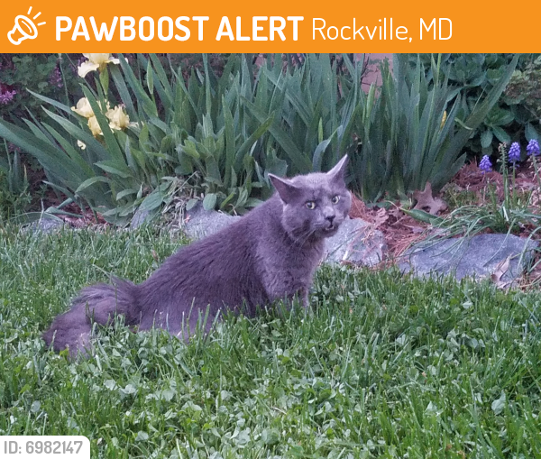 Deceased Unknown Cat last seen Intersection of Aspen Hill and Veirs Mill, Rockville, MD 20853