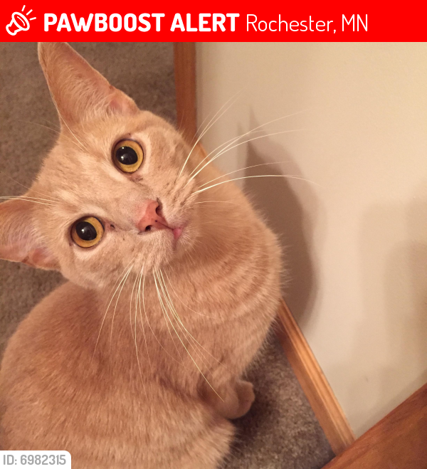 Lost Male Cat last seen South pointe drive, near Rochester airport , Rochester, MN 55902