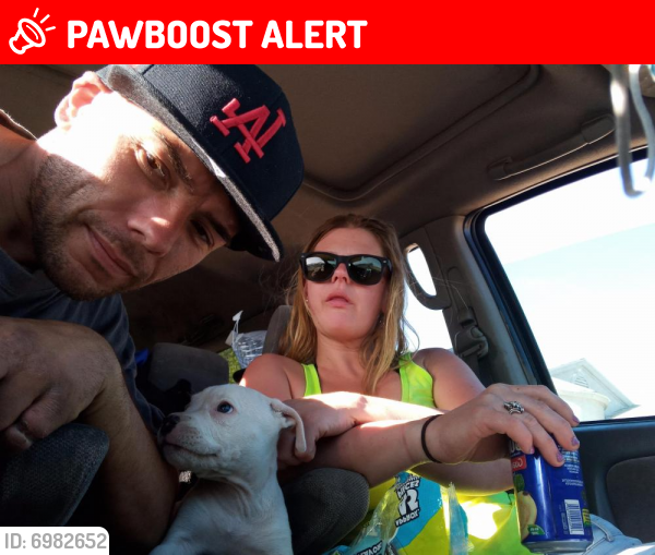 Lost Female Dog last seen Near heil ave, Huntington Beach, CA 92649