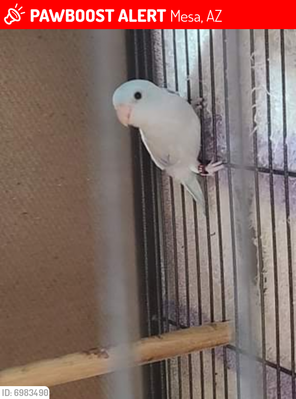 Lost Male Bird last seen Superstition and Power, Mesa, AZ 85209