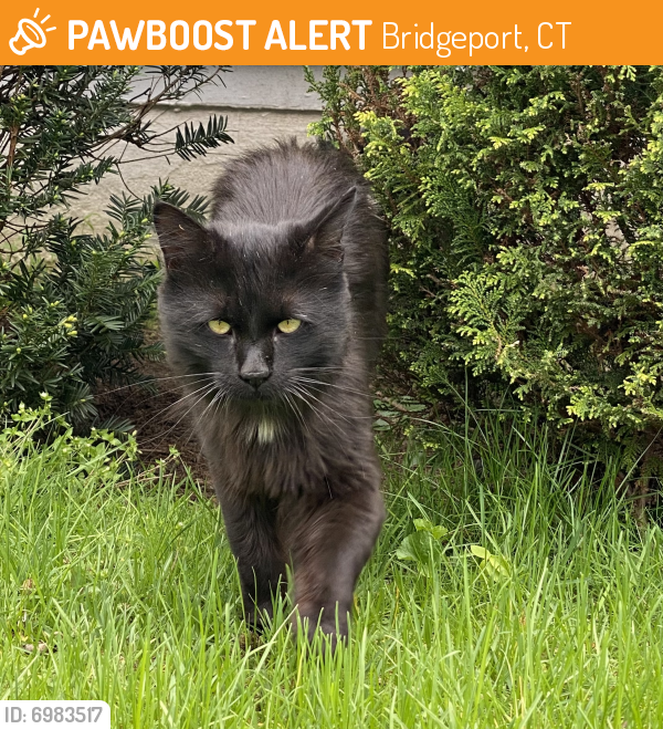 Found/Stray Unknown Cat last seen Brooklawn Ave/Park Ave, Bridgeport, CT 06604