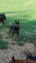 Lost Male Dog last seen Red fox road, Mount Pleasant Township, PA 15340