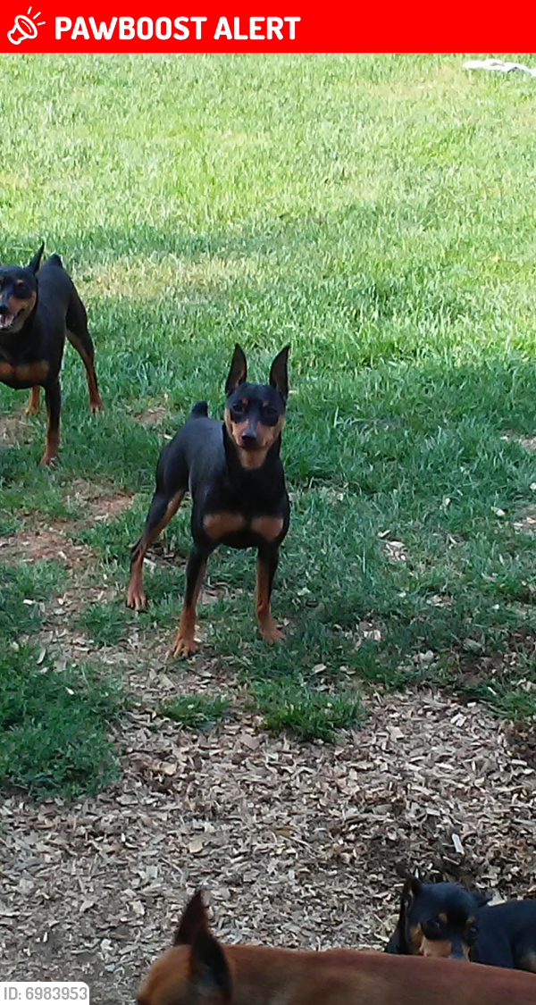 Lost Male Dog last seen Red fox road, Mount Pleasant Township, PA 15340