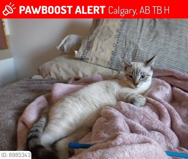 Lost Male Cat last seen Erin place Erin road, Calgary, AB T2B 3H5