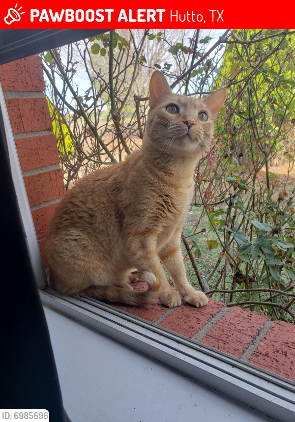Lost Male Cat last seen Limmer loop, Hutto, TX 78634