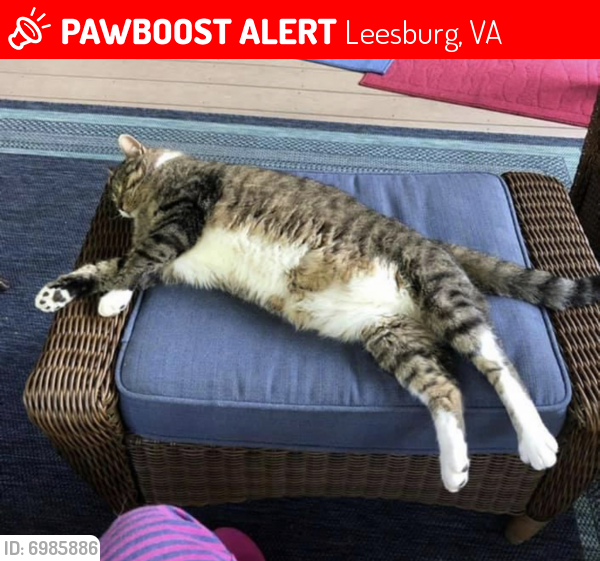Lost Male Cat last seen Near Graywood Way NE Leesburg , Leesburg, VA 20176