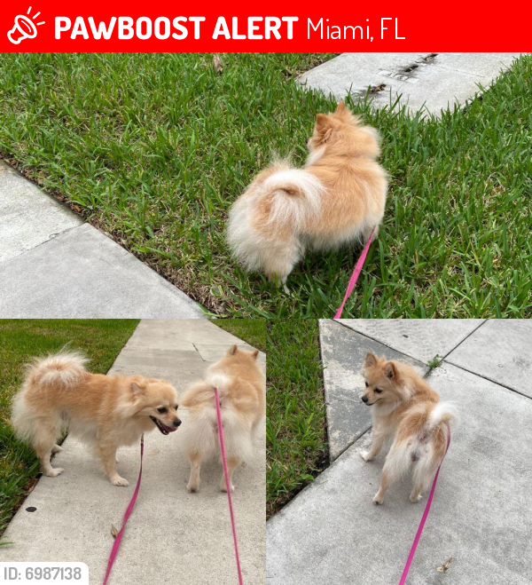 Lost Female Dog last seen Douglas rd, Miami, FL 33134