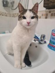 Reunited Female Cat last seen Edgbaston Way , New Edlington, England 