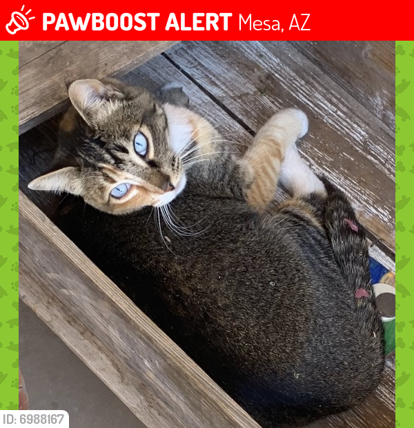 Lost Female Cat last seen Jefferson Ave & Monterey , Mesa, AZ 85209