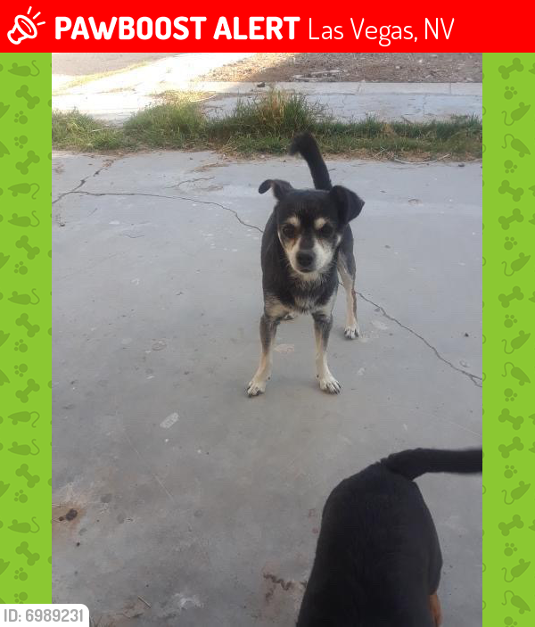 Lost Male Dog last seen eastern and bonanza , Las Vegas, NV 89101