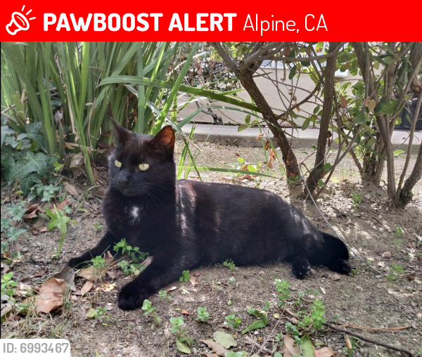 Lost Male Cat last seen Arnold Way & Tavern Road, Alpine, CA 91901