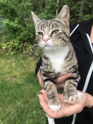 Reunited Female Cat last seen Meridian, Graham, WA 98338