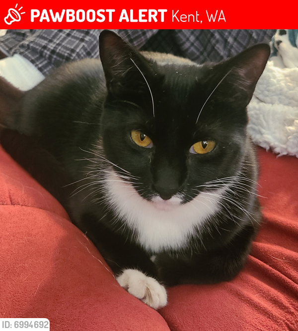 Lost Female Cat last seen 115th ave SE & 226TH PL SE, Kent, WA 98031
