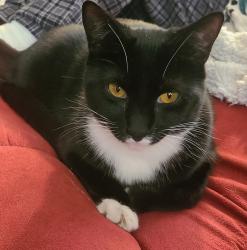 Lost Female Cat last seen 115th ave SE & 226TH PL SE, Kent, WA 98031