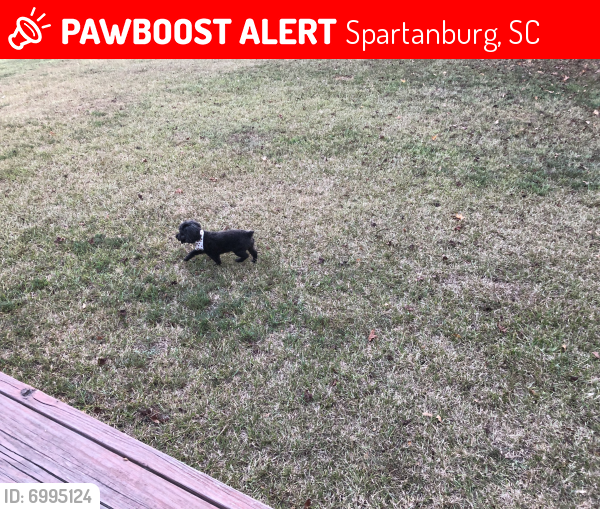 Lost Male Dog last seen Hospital St, Sptbg SC, Spartanburg, SC 29302