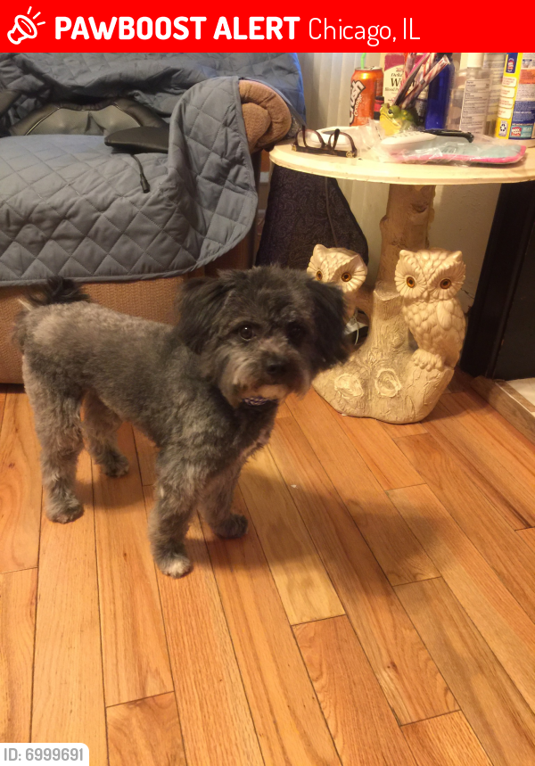 Lost Male Dog last seen 63rd Seeley, Chicago, IL 60604