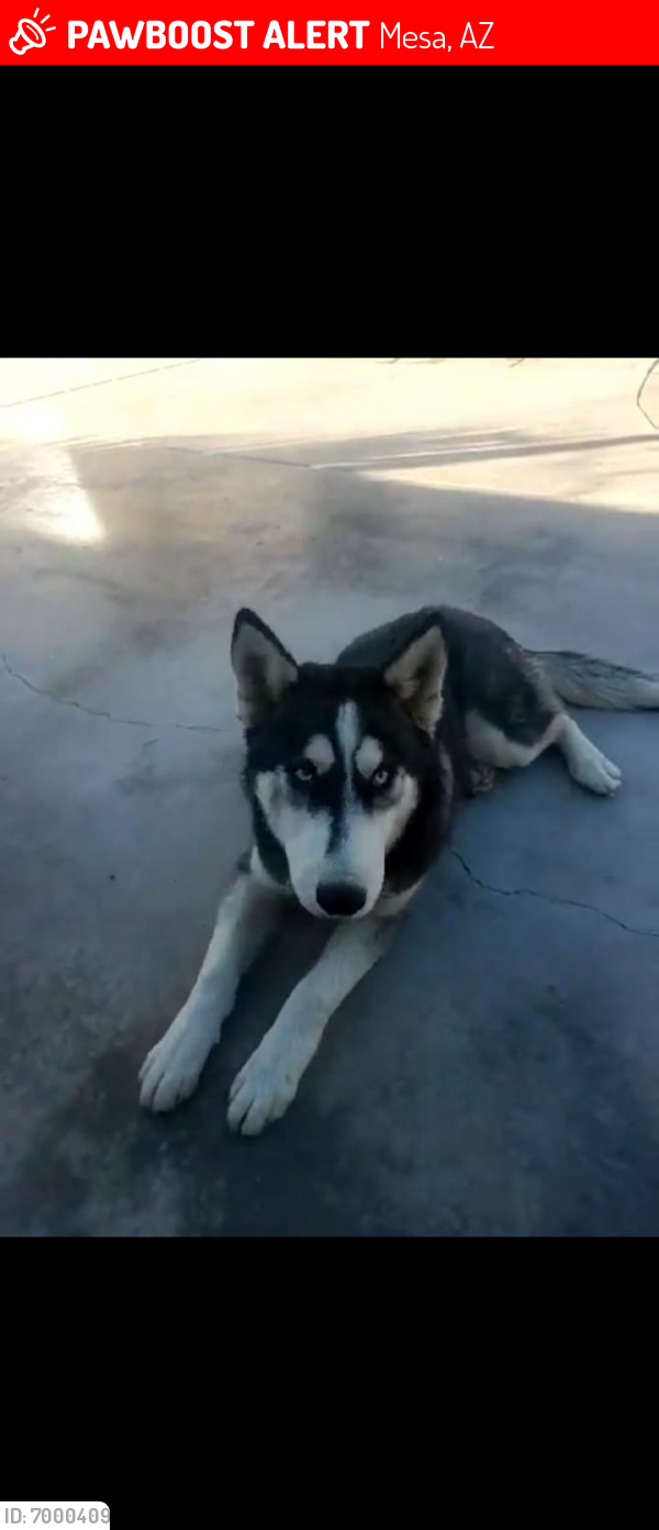 Lost Female Dog last seen 8th Ave & Stapley , Mesa, AZ 85204