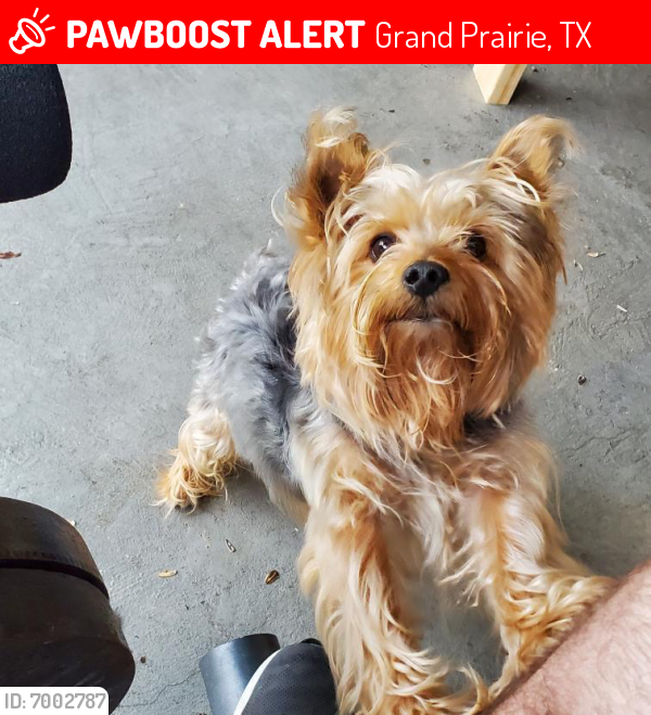Lost Male Dog last seen Silverado Springs Neighborhood, near Remynse Elementary and Epic Waters Park, Grand Prairie, TX 75052