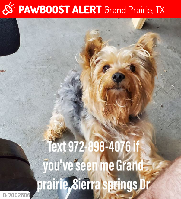 Lost Male Dog last seen Near Sierra springs Dr Grand Prairie Texas , Grand Prairie, TX 75052