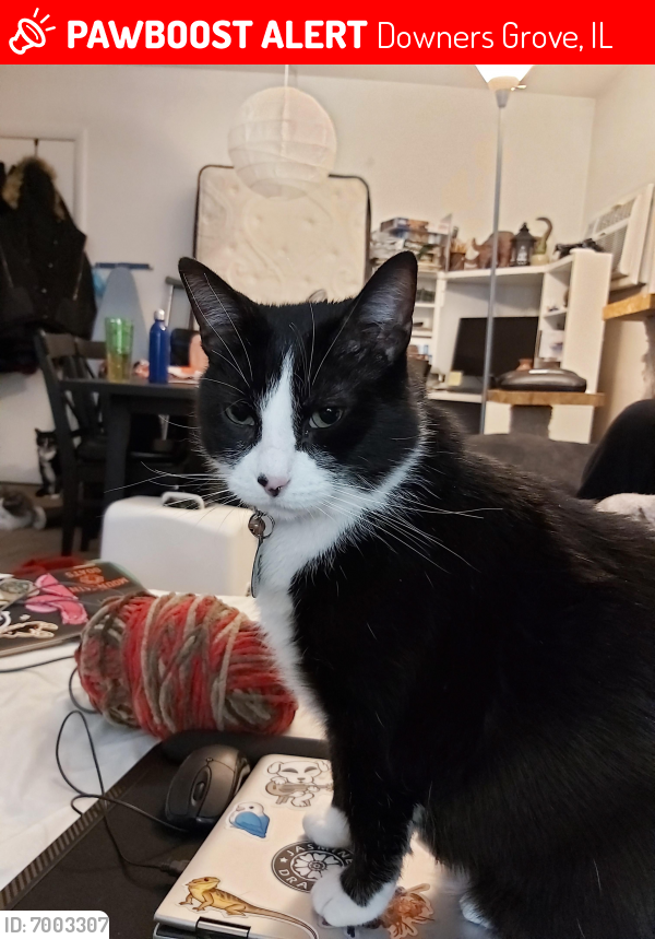 Lost Male Cat last seen Woods behind apartment building at Douglas and Rogers Rd close to Fairview Ave , Downers Grove, IL 60515
