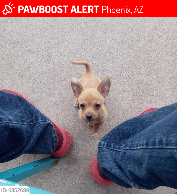 Lost Male Dog last seen Central and Alta Vista, Phoenix, AZ 85042