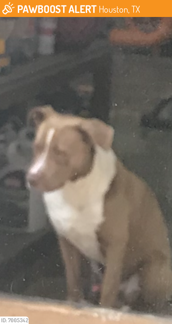 Found/Stray Male Dog last seen Pebble bend , Houston, TX 77068