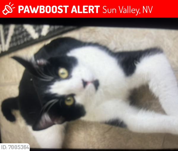 Lost Male Cat last seen 6th st and chocolate , Sun Valley, NV 89433