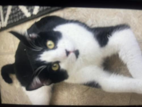 Lost Male Cat last seen 6th st and chocolate , Sun Valley, NV 89433