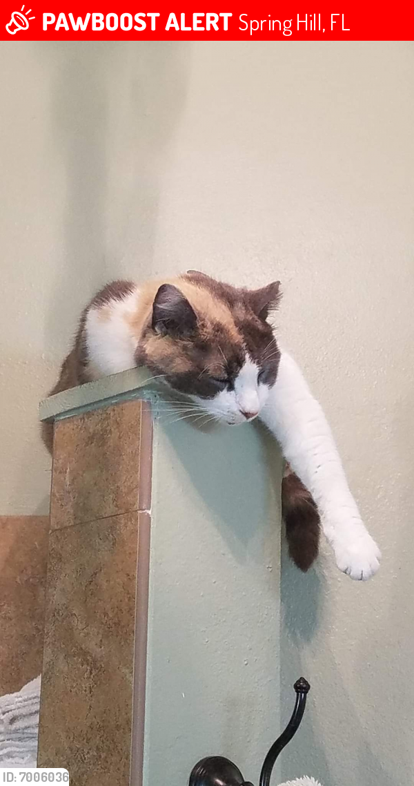 Lost Female Cat in Spring Hill, FL 34609 Named Honey bun (ID 7006036) PawBoost