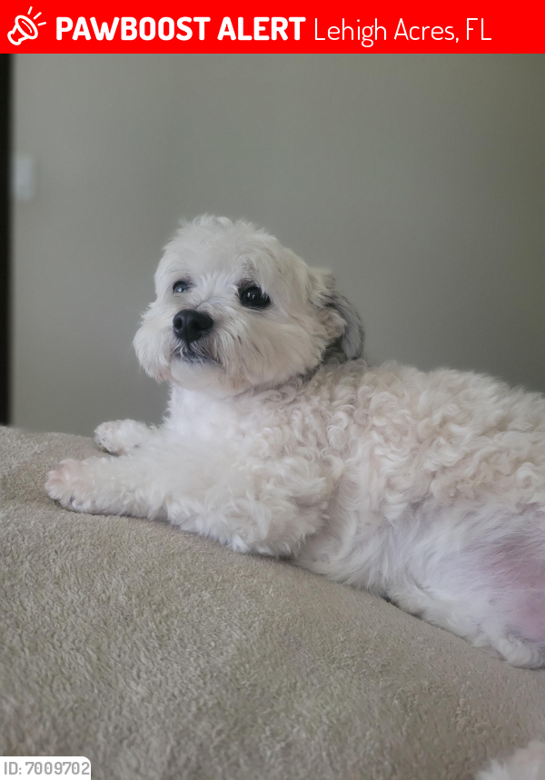 Lost Female Dog last seen 27th Street Sw Lehigh  Acres  Fl , Lehigh Acres, FL 33976