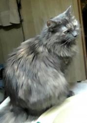 Lost Female Cat last seen North Central Ave and Union Hills / Seven Palms Community, Phoenix, AZ 85022