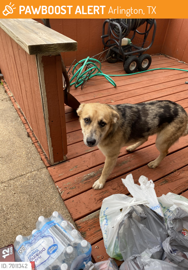 Found/Stray Female Dog last seen Park row & 360, Arlington, TX 76010