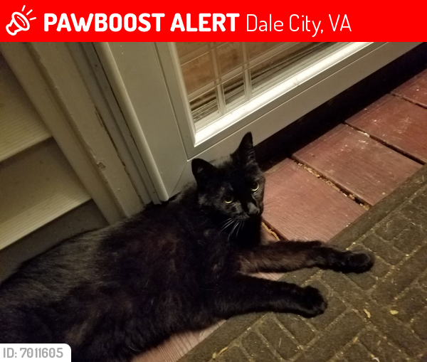 Lost Female Cat last seen Preston Ct/Pelican Rd/Packard Dr, Dale City, VA 22193