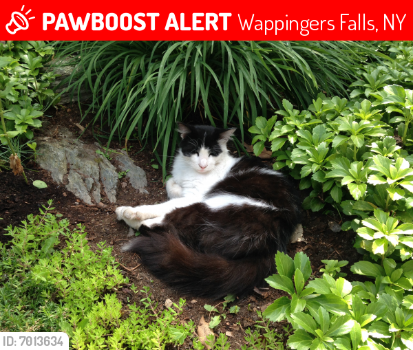 Lost Male Cat last seen Hillside Lake , Wappingers Falls, NY 12590