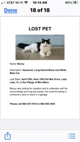 Lost Male Cat last seen Chula vista , Lady Lake, FL 32159