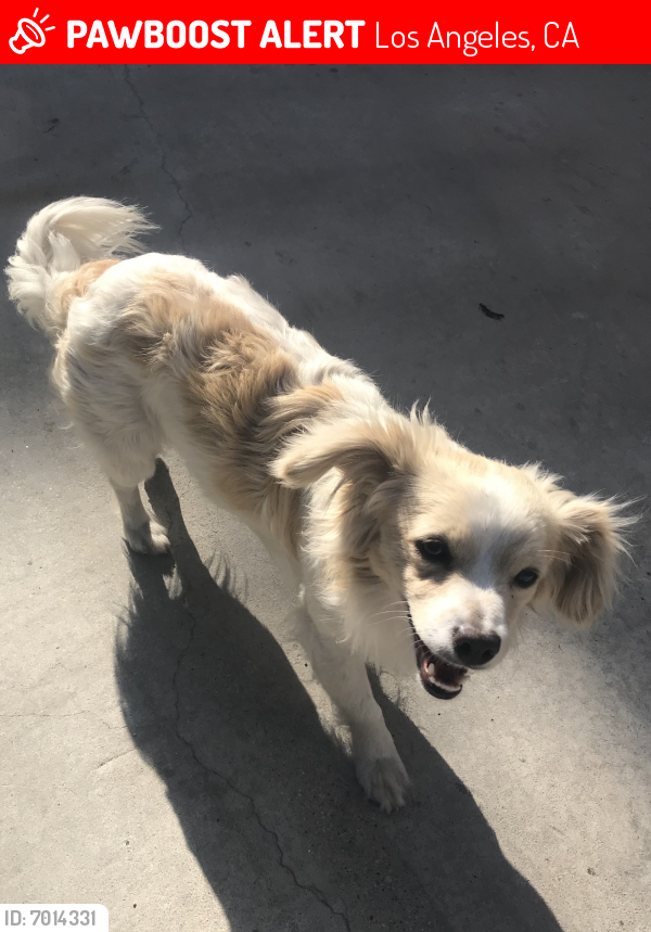 Lost Male Dog last seen Pacific Coast Highway (PCH) & Sandison, Los Angeles, CA 90744