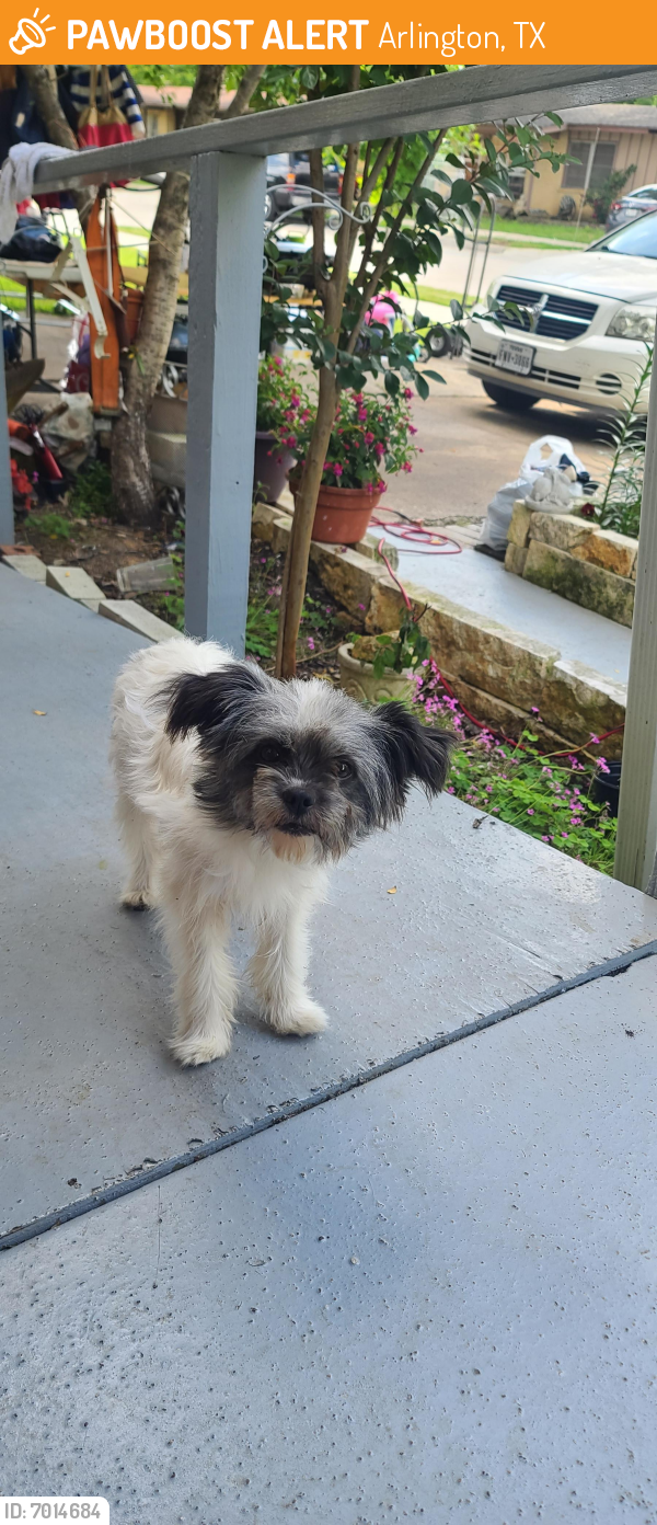 Found/Stray Male Dog last seen Reever and browning , Arlington, TX 76010