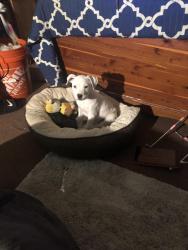 Lost Female Dog last seen Davis Highway in Fairfield, Pensacola, FL 32503