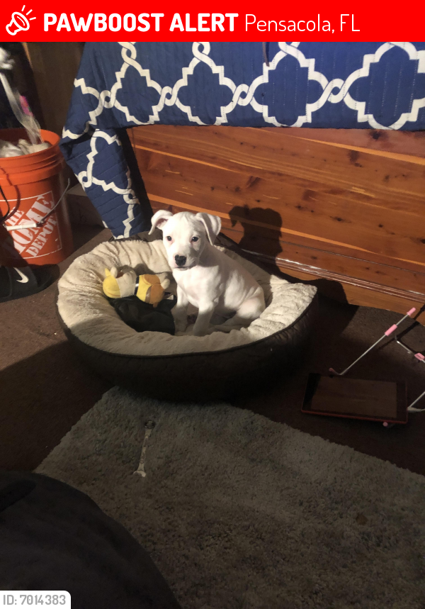 Lost Female Dog last seen Davis Highway in Fairfield, Pensacola, FL 32503