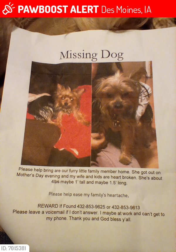 Lost Female Dog last seen west 42 street and Westgate, Des Moines, IA 50317