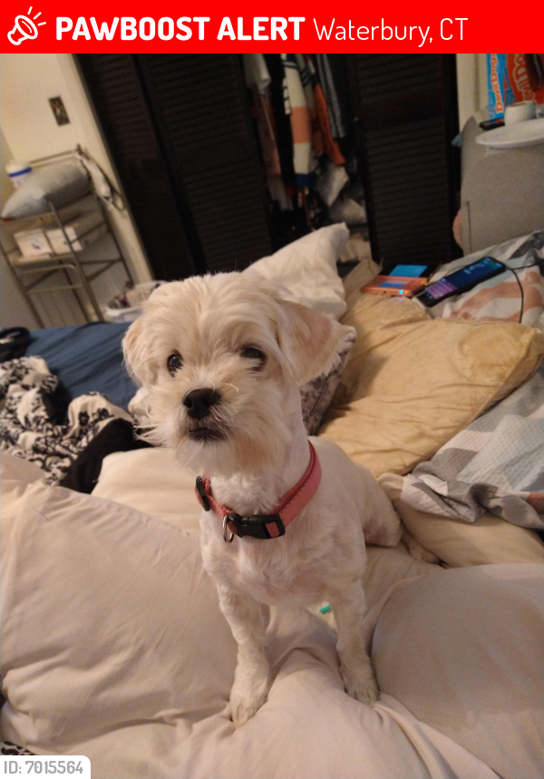 Lost Female Dog last seen Monmouth ave, Waterbury, CT 06704