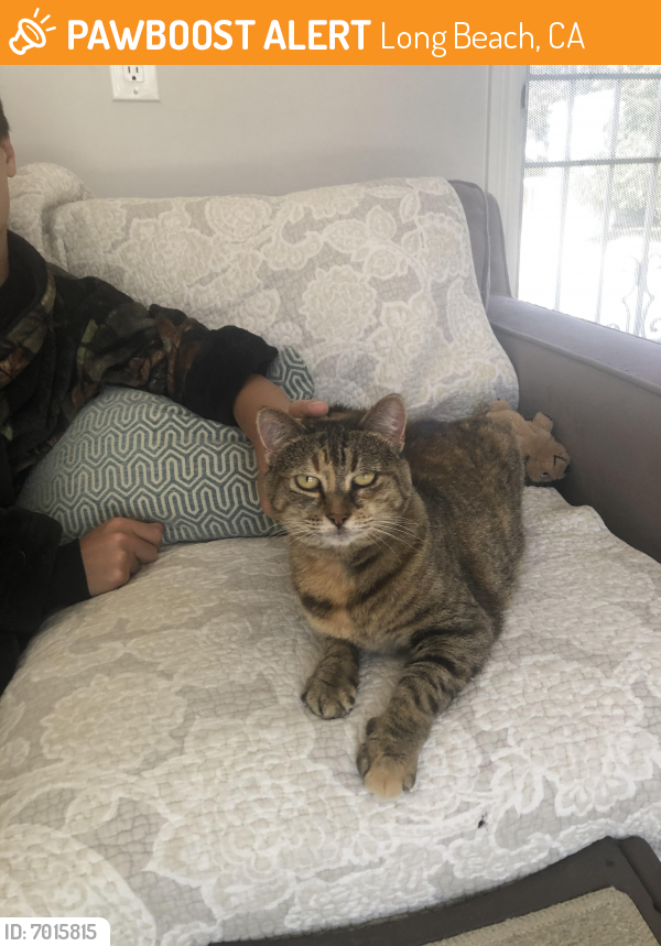 Rehomed Unknown Cat last seen Olive and Tehachapi , Long Beach, CA 90807