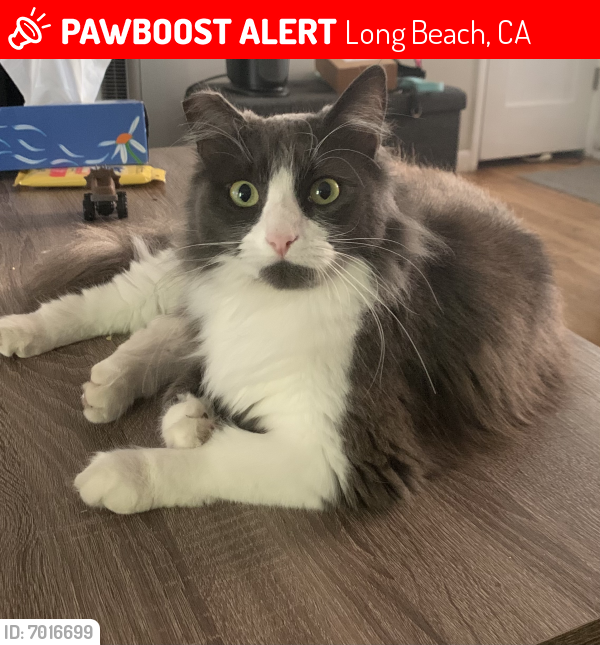 Lost Female Cat last seen Woodruff Ave and Wardlow, Long Beach, CA 90713