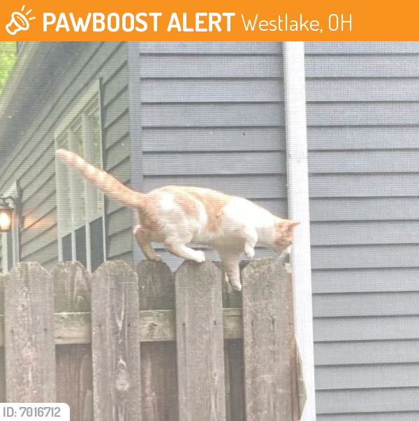 Found/Stray Unknown Cat last seen Coe's Post Run and Hilliard, Westlake, OH 44145